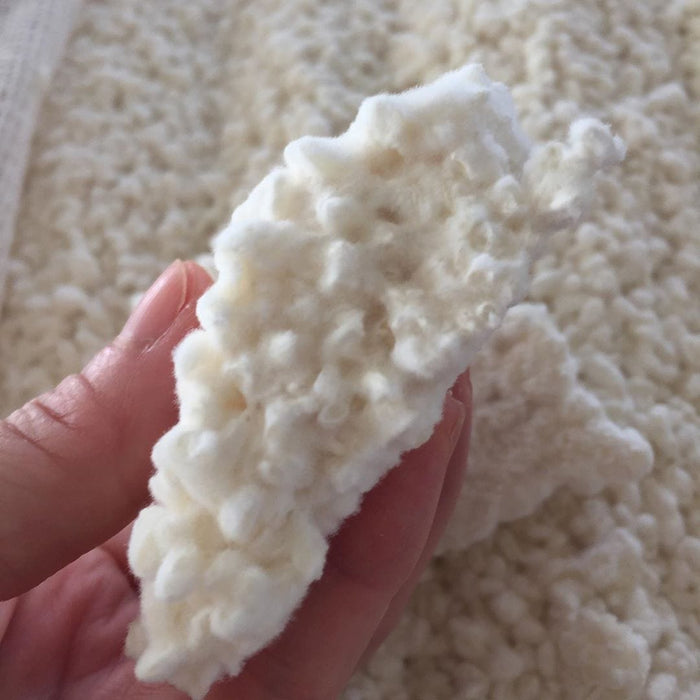 Koji / Aspergillus oryzae