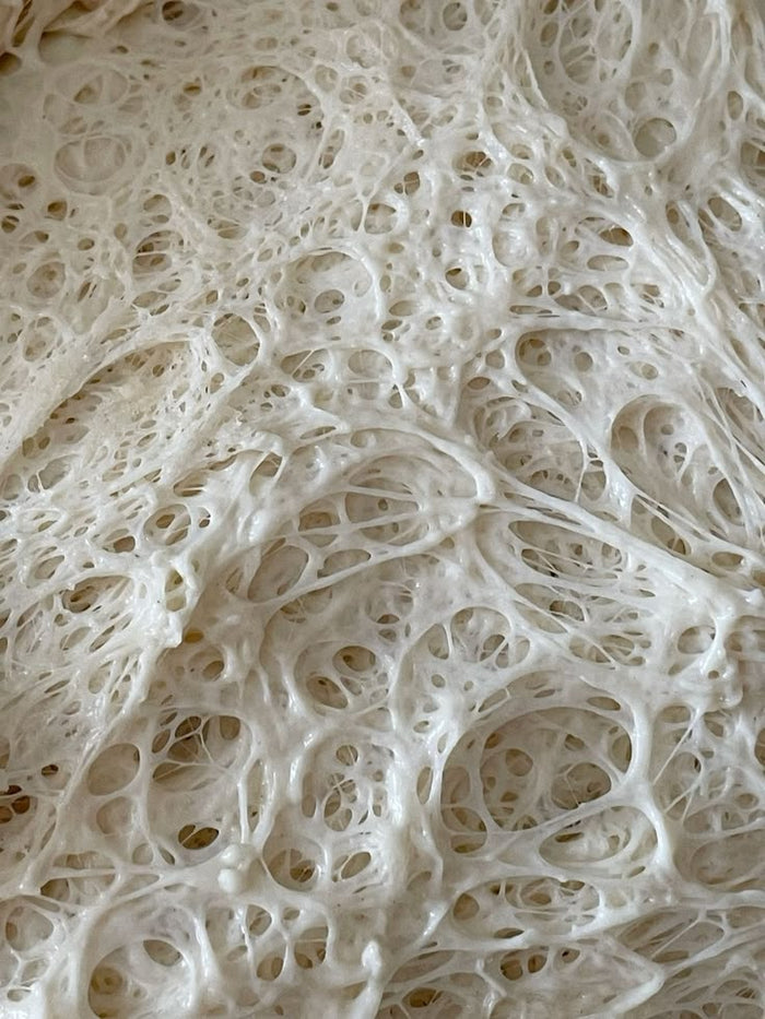 Saccharomyces cerevisiae