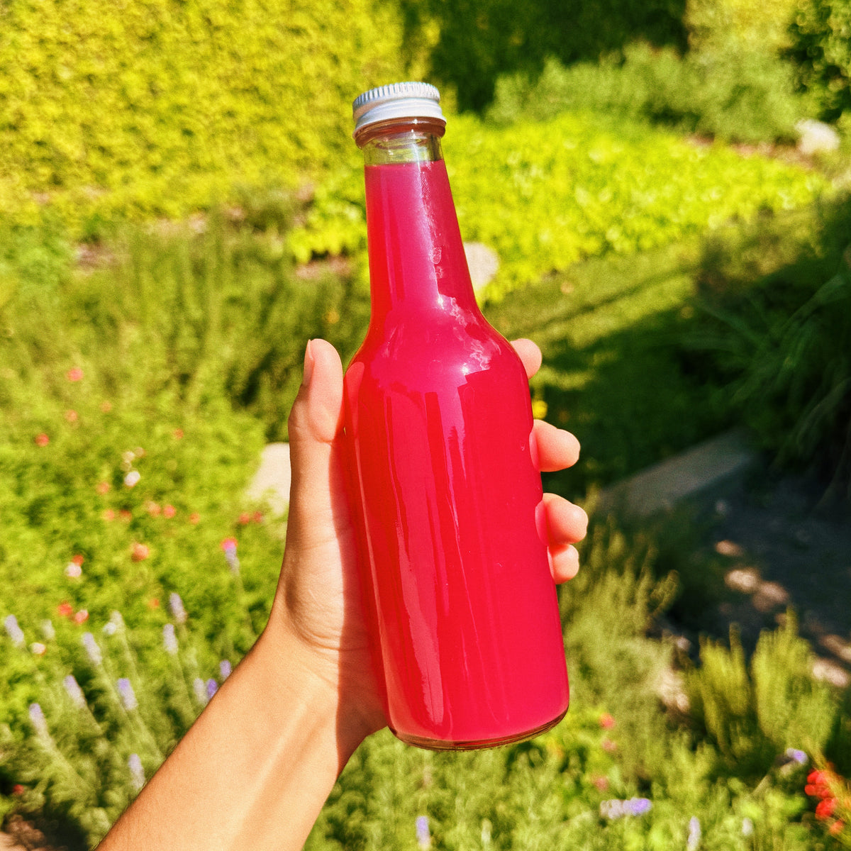 Kvass de betabel · Guía interactiva