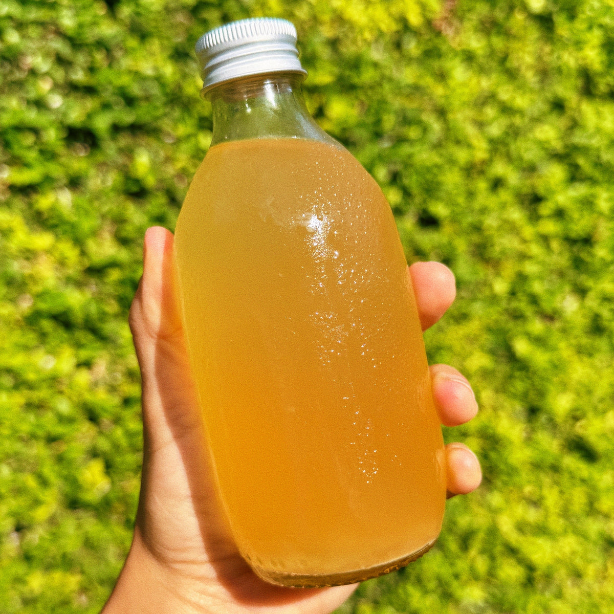 Tepache · Guía interactiva