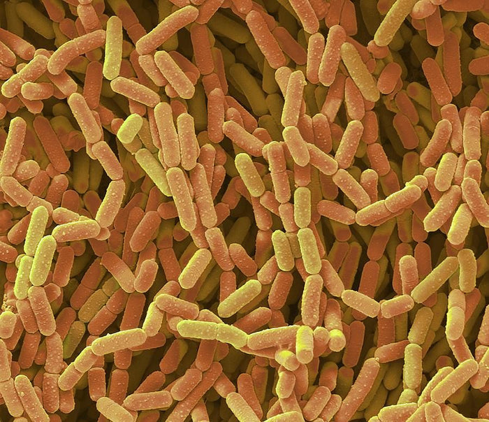 Bacterias ácido lácticas