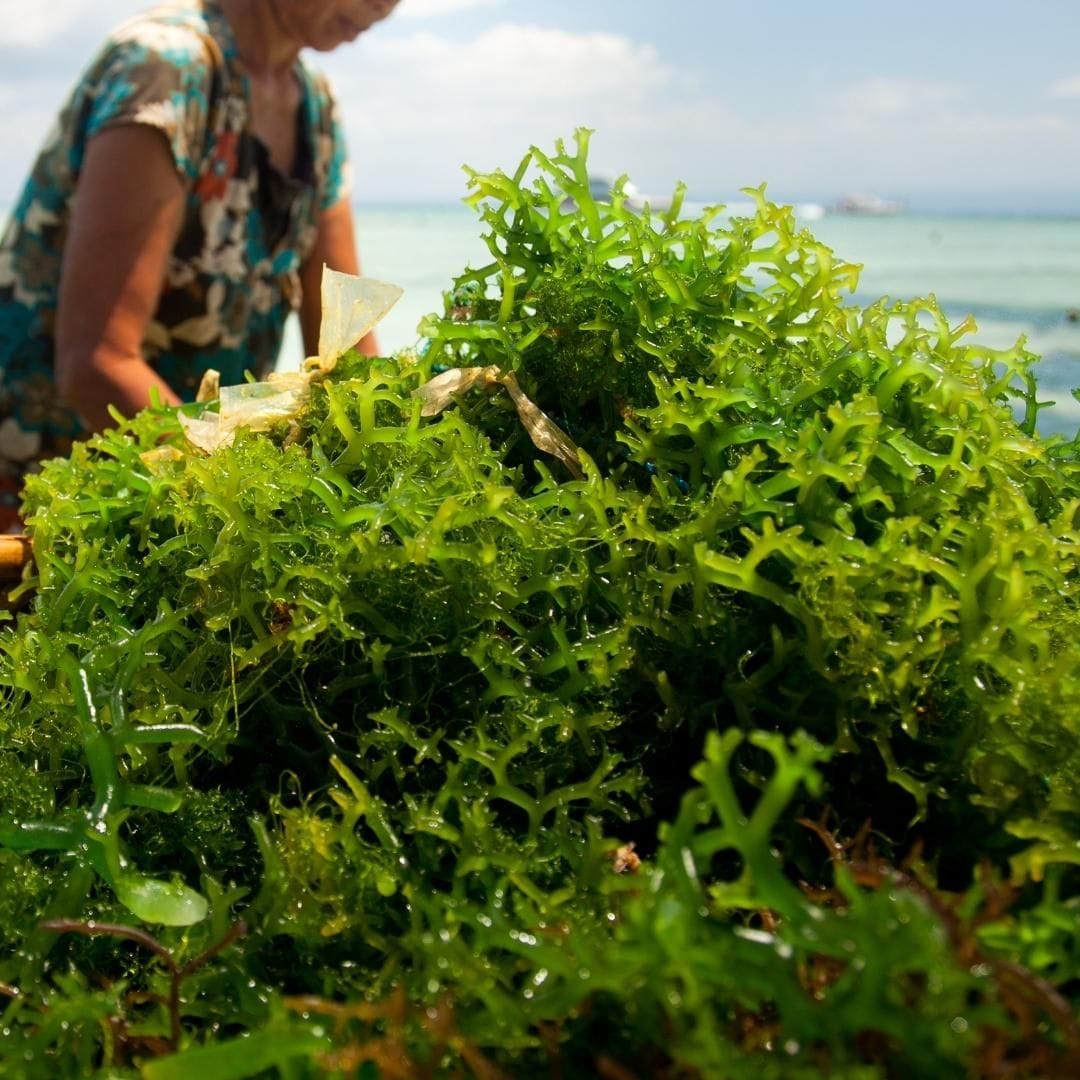 permacultura-mai-dirty-hands-algas.jpg