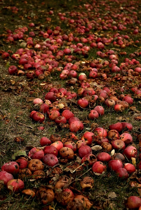 Fermentación espontánea