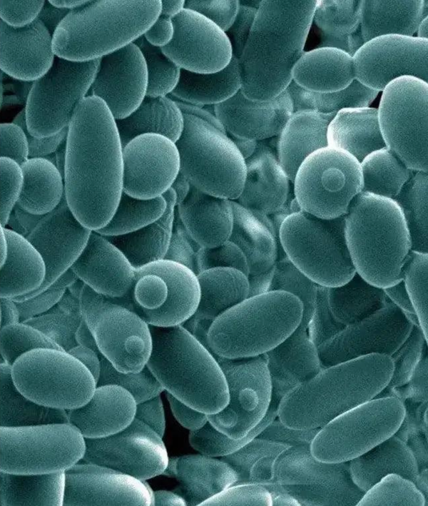 Saccharomyces cerevisiae